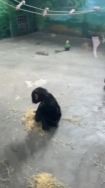 Adorable Chimpanzee Moments! 🐵❤️