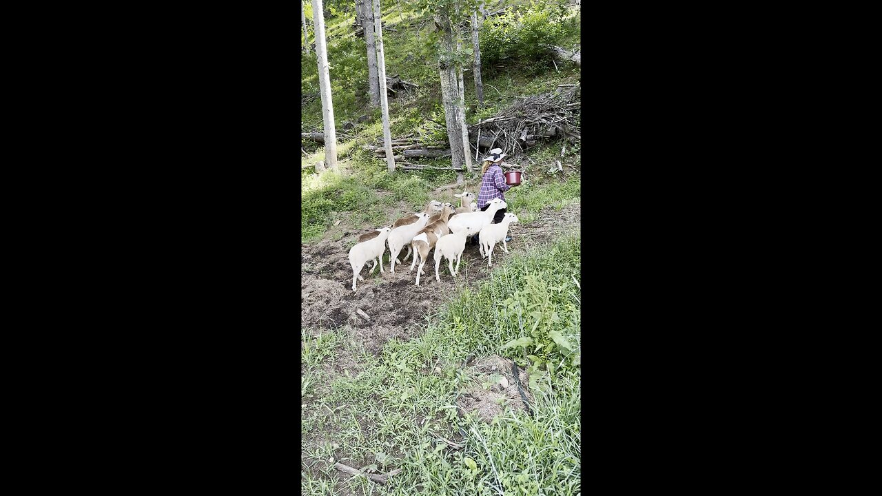 Our favorite trick for moving sheep! No running required, Jeremy Clarkson!