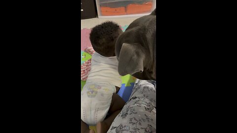 Dog playing with baby