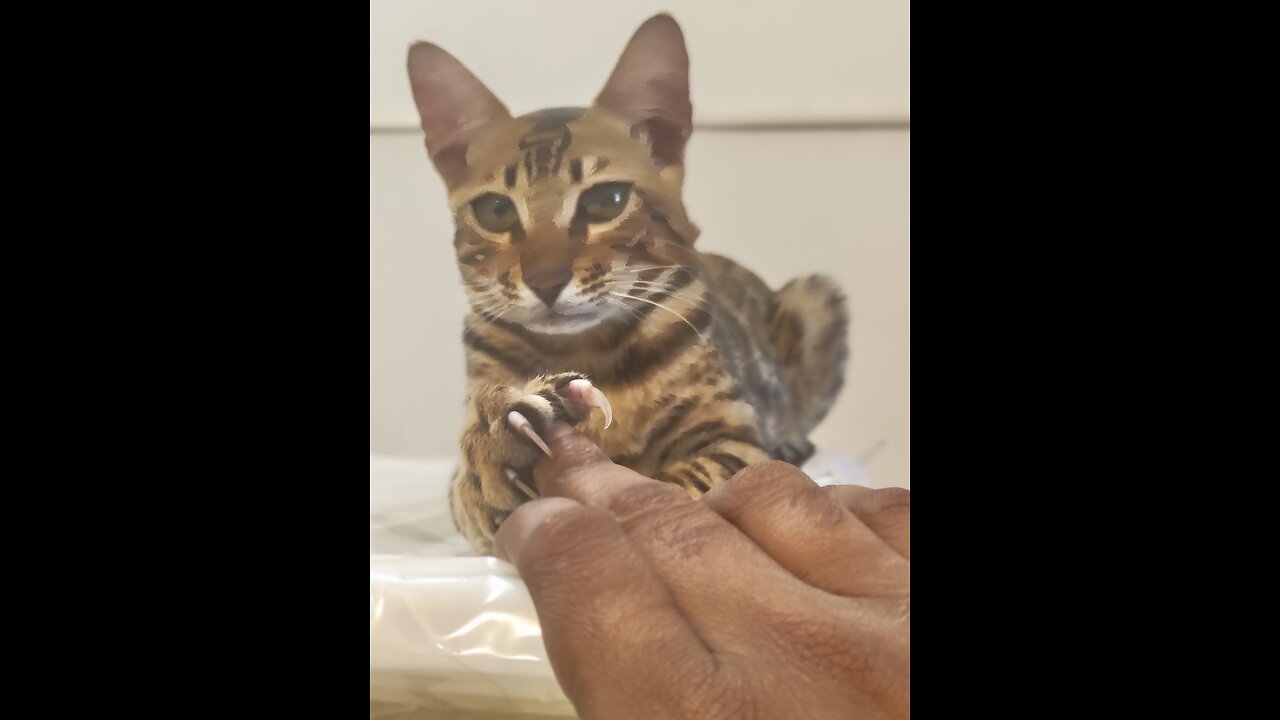 bengal cat