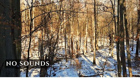 Silent Winter Forest • Calm Daytime Nature (No Sound)