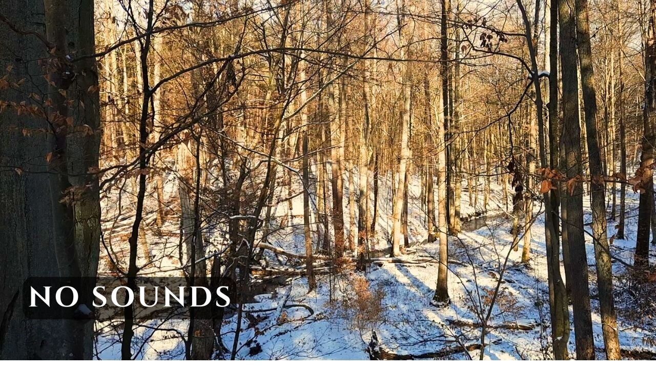 Silent Winter Forest • Calm Daytime Nature (No Sound)