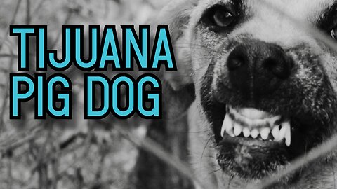 Tijuana Pig Dog