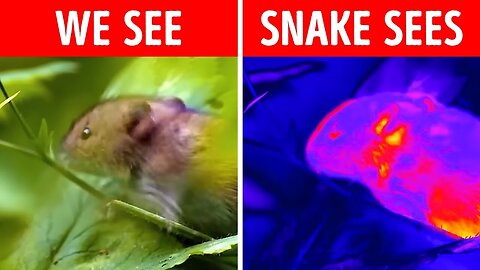 Insane Animal Facts Science Class Didn't Teach You