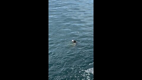 Red-Eared Slider Turtles 🐢 #redearedslider #followme #shorts #viral #trending #turtles #turle