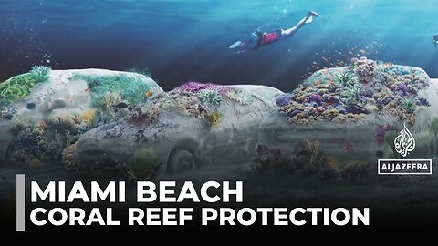 Cement cars form new coral reef park: Miami reef revival driven by art and science