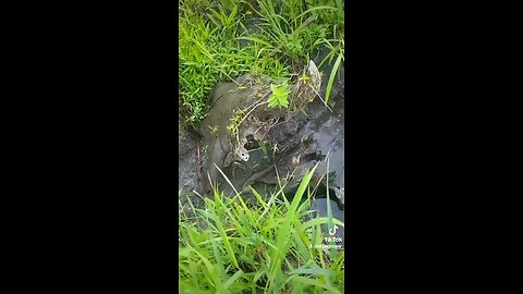 I spotted this bison skeleton er9ding out of high river bank on a rainy day.