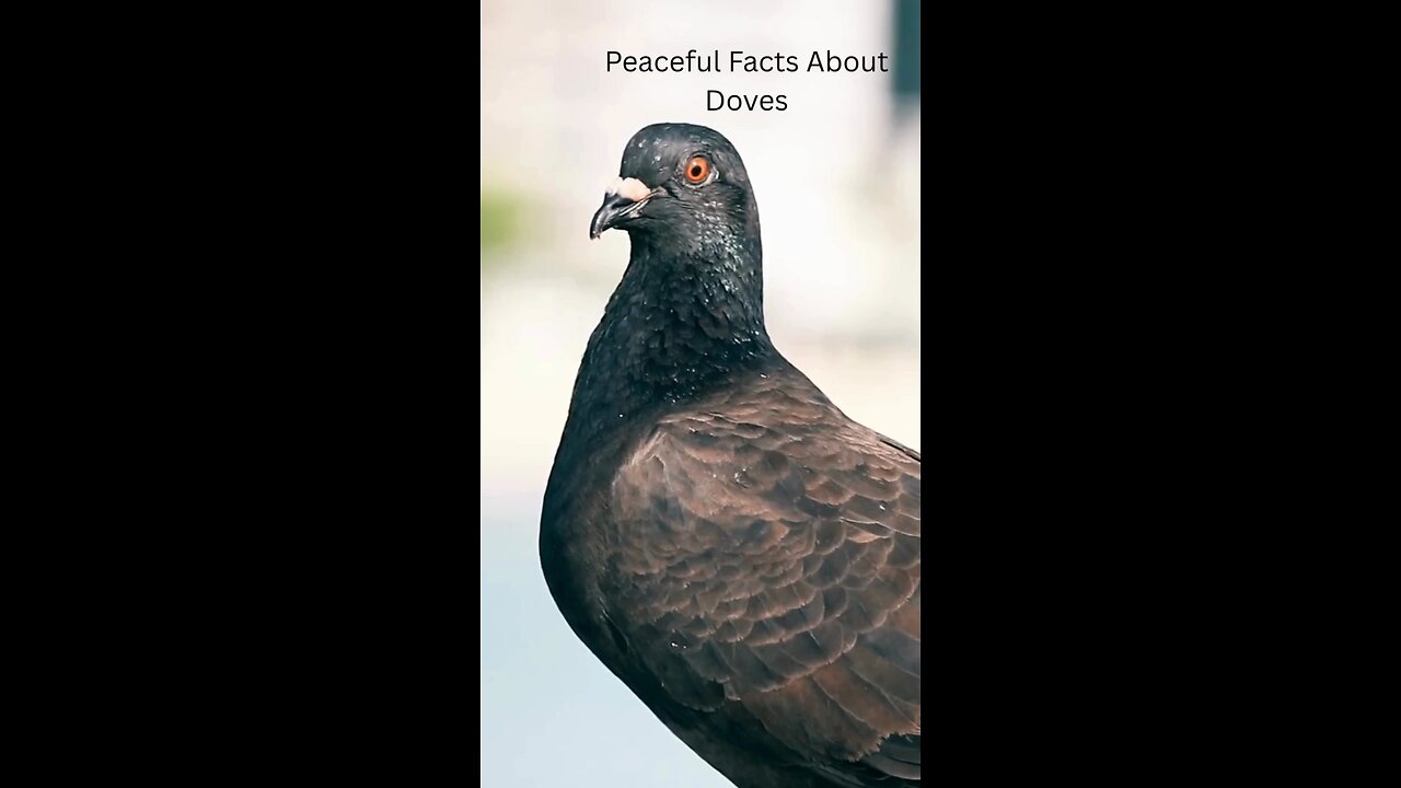 Dove.....