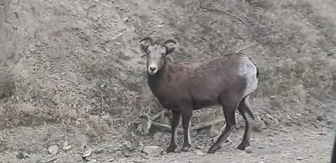 Big horn sheep