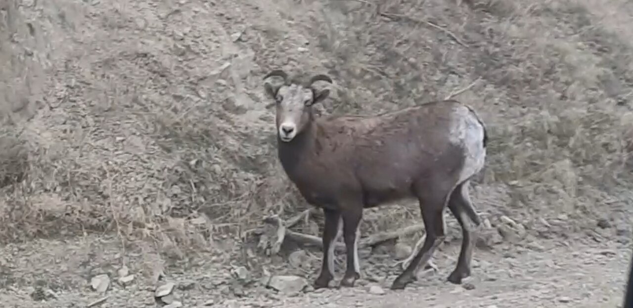 Big horn sheep