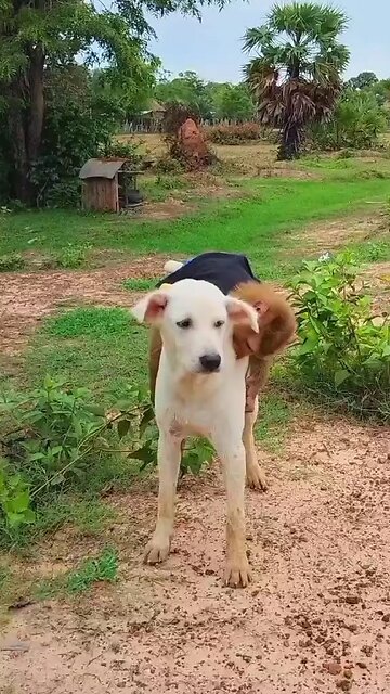 Well Best SokYaa, OG, Pao & Mom Are Famous Around The World #shorts #anime #trend #edit