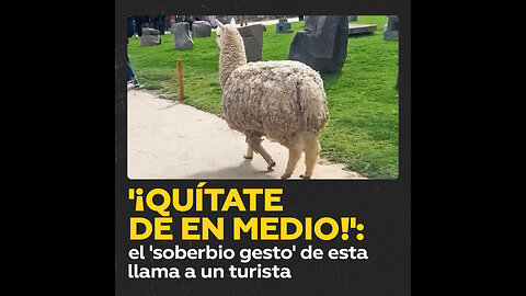 Una llama quita de su camino a un ‘estorboso’ turista en Perú