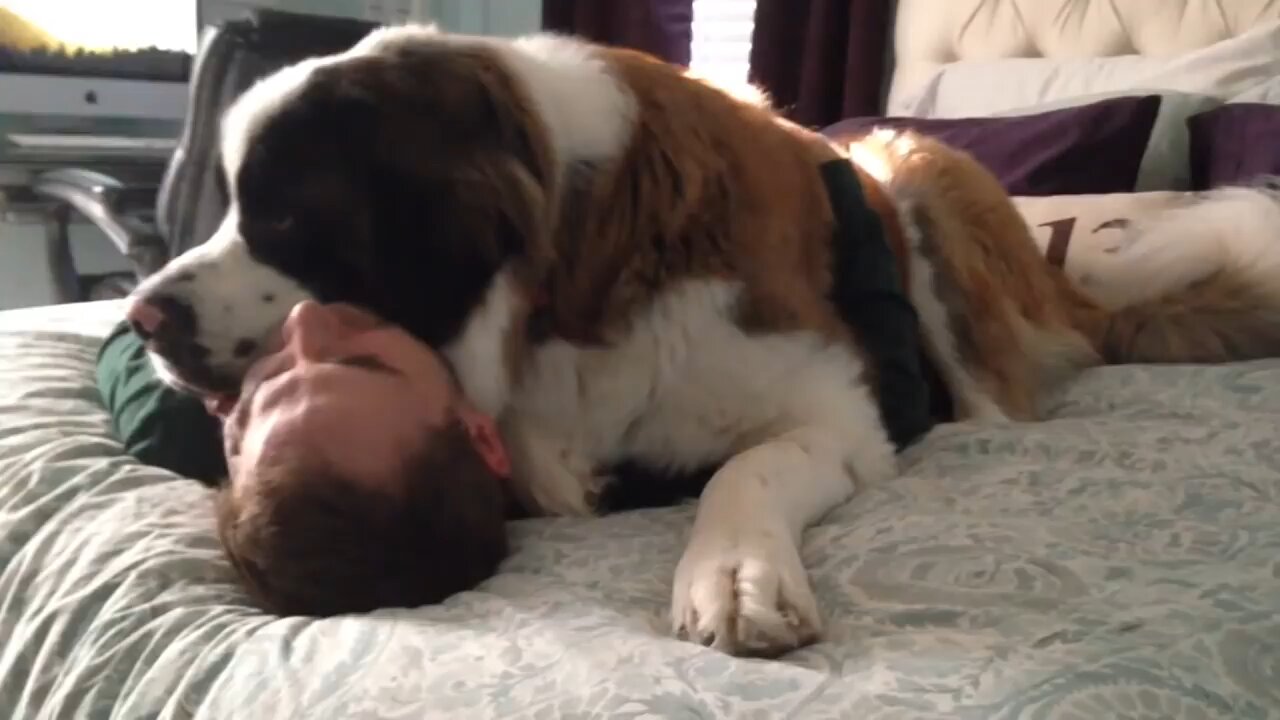 Huge Saint Bernard dog being needy