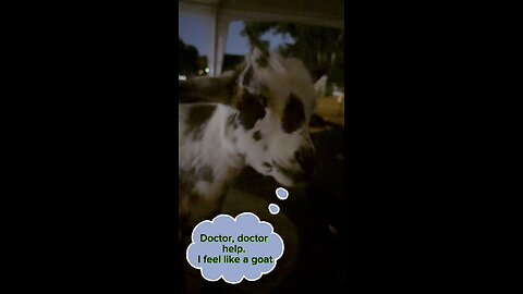 Dumb Goat jokes with Mira the mini goat.