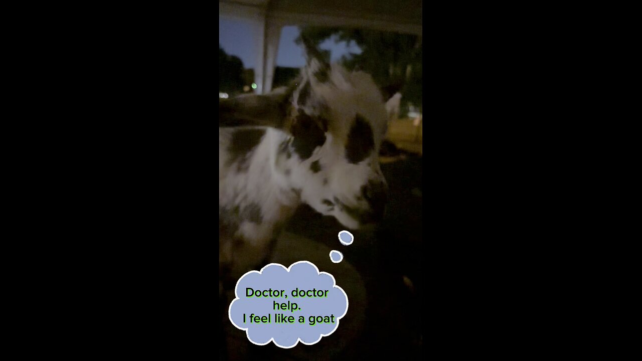 Dumb Goat jokes with Mira the mini goat.