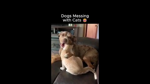 Dogs messing with cats