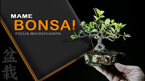 Mame Bonsai: Bonsai SP