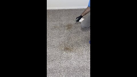 Pet Blood Stain Removal🩸Professional Deep Clean 📍 Dallas – Fort Worth 📞 817-230-9399