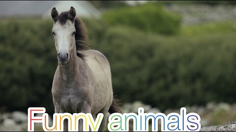 Funniest Horse Moments! 😂🐴 | Try Not To Laugh