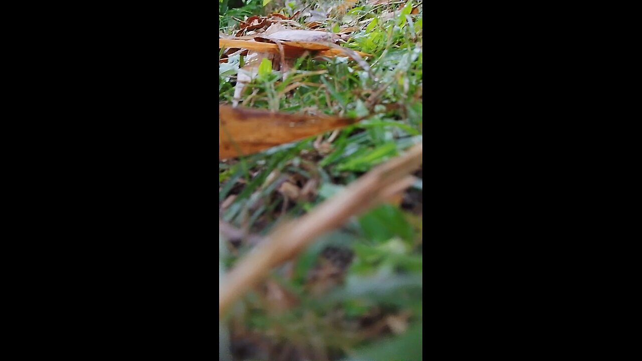 Natural