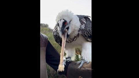 VULTURES CAN DIGEST BONESSS!!!OH MYYYY!!! HERE'S HOW!!!