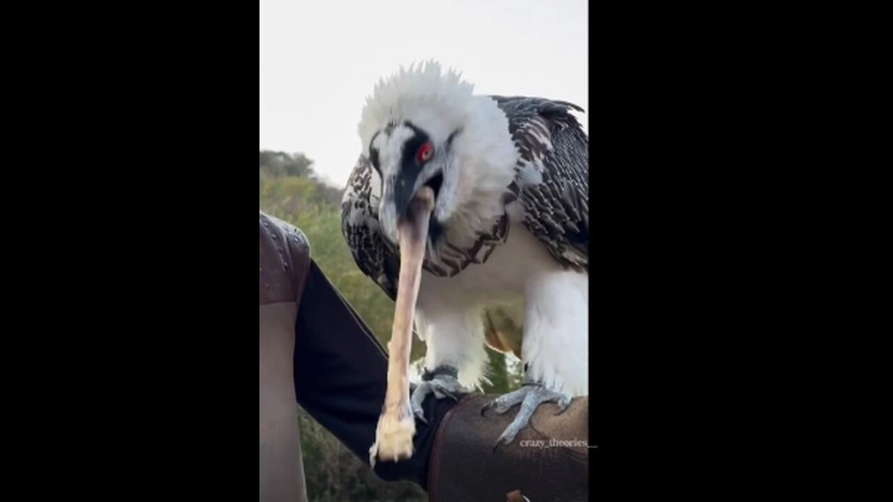 VULTURES CAN DIGEST BONESSS!!!OH MYYYY!!! HERE'S HOW!!!