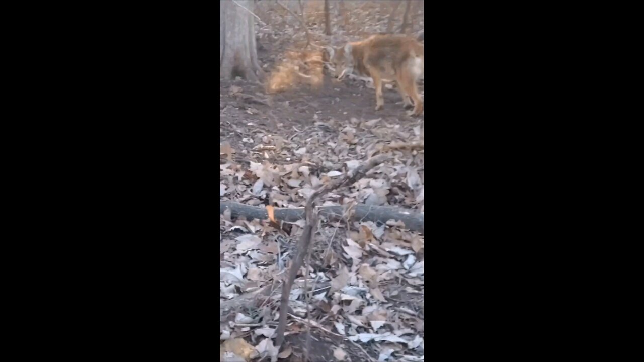 Bobcat #4! Im on a roll! #trapping #bobcat, #hunting, # backwoodslife