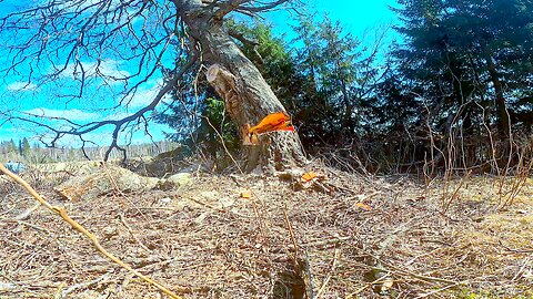 This tree is full of surprises (and very exhausting to cut down)