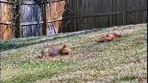 Batman &Chewy Ballet, #funnydogs #yorkie