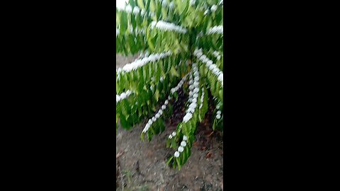 Coffee Blossoms in Action! From Flower to Cup