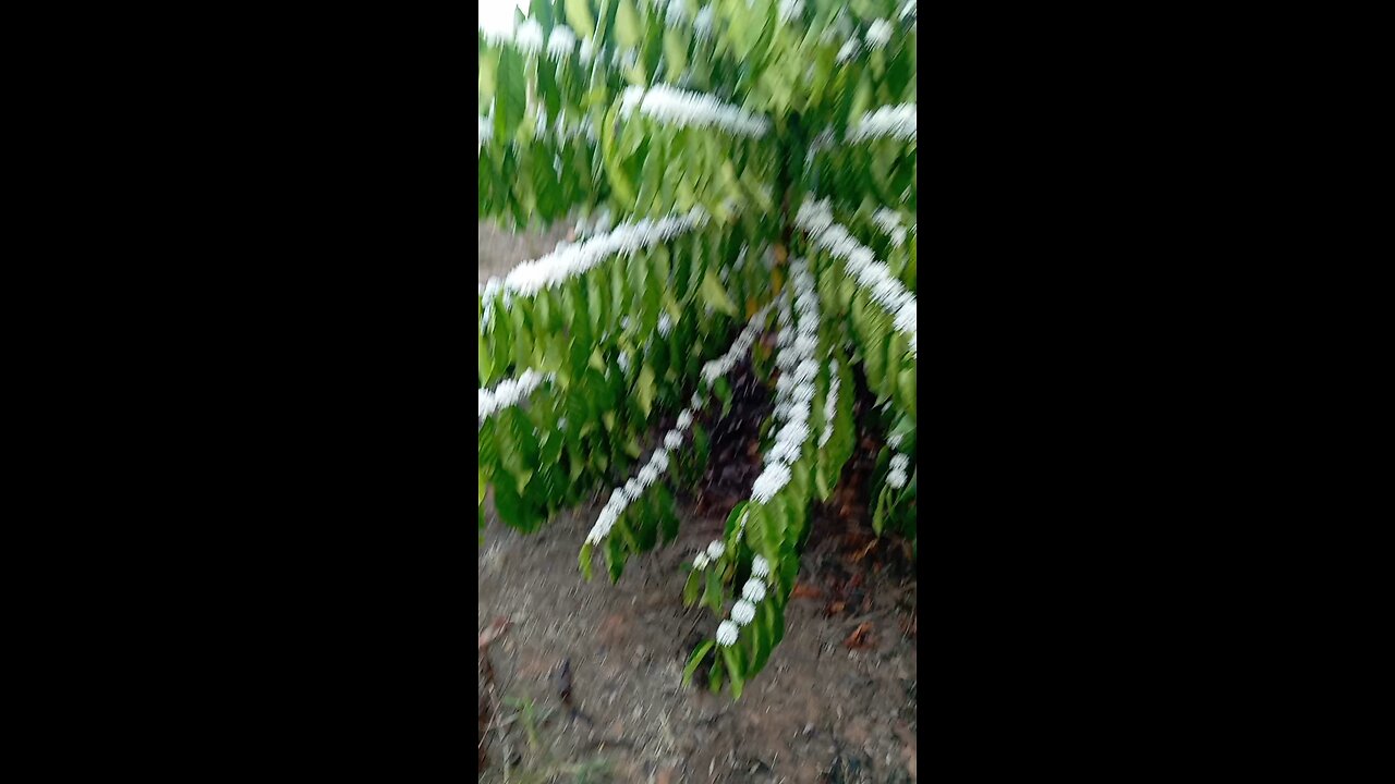 Coffee Blossoms in Action! From Flower to Cup