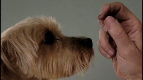 HE'S BACK! Batman & Chewy lose their minds after Daddy returns to motel