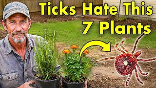 7 Plants Ticks Hate the Most (Grow These Around Your House) (Video)