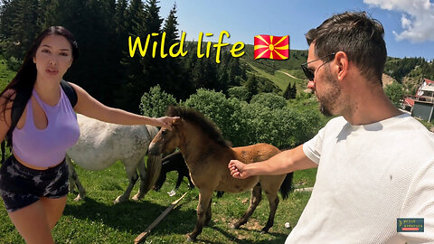 Wild life in Macedonia 🤠 | Free living horses and traditions 🇲🇰