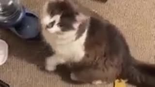 😂🐶 You Won't Believe This Dog's Reaction To An Empty Bowl! | FunFM