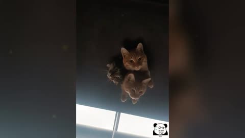 Try Not To Laugh😜The Funniest Dogs and Cats of 2025😼🐶