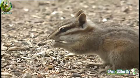 Chipmunk
