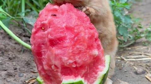 Cute bunny enjoying a watermelon