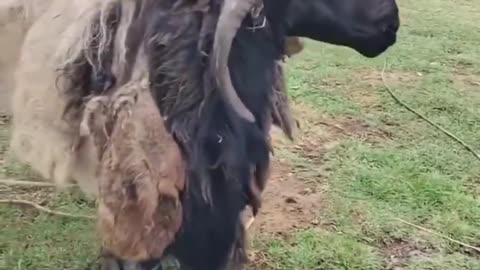😮🐑 Watch This Sheep with Multiple Horns! | FeedMyCuriosity