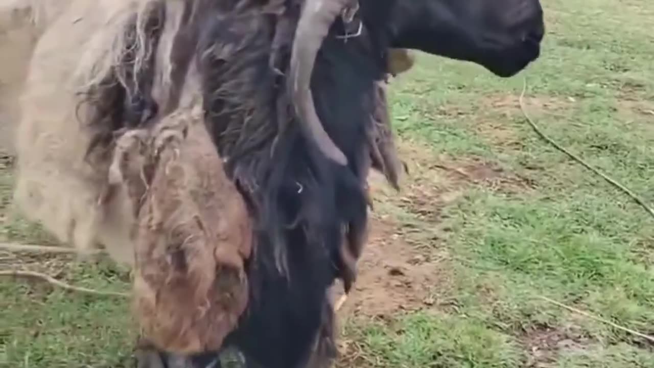 😮🐑 Watch This Sheep with Multiple Horns! | FeedMyCuriosity