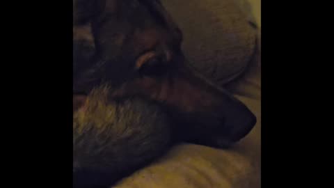 Virgil german shepherd.