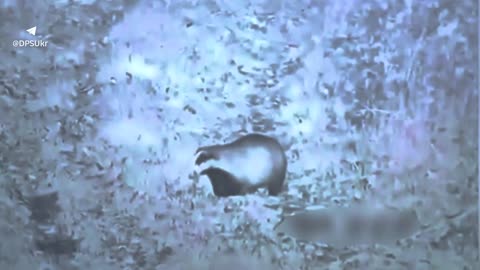 Border guards warn: excessive concentration of badger charisma in the video🦡