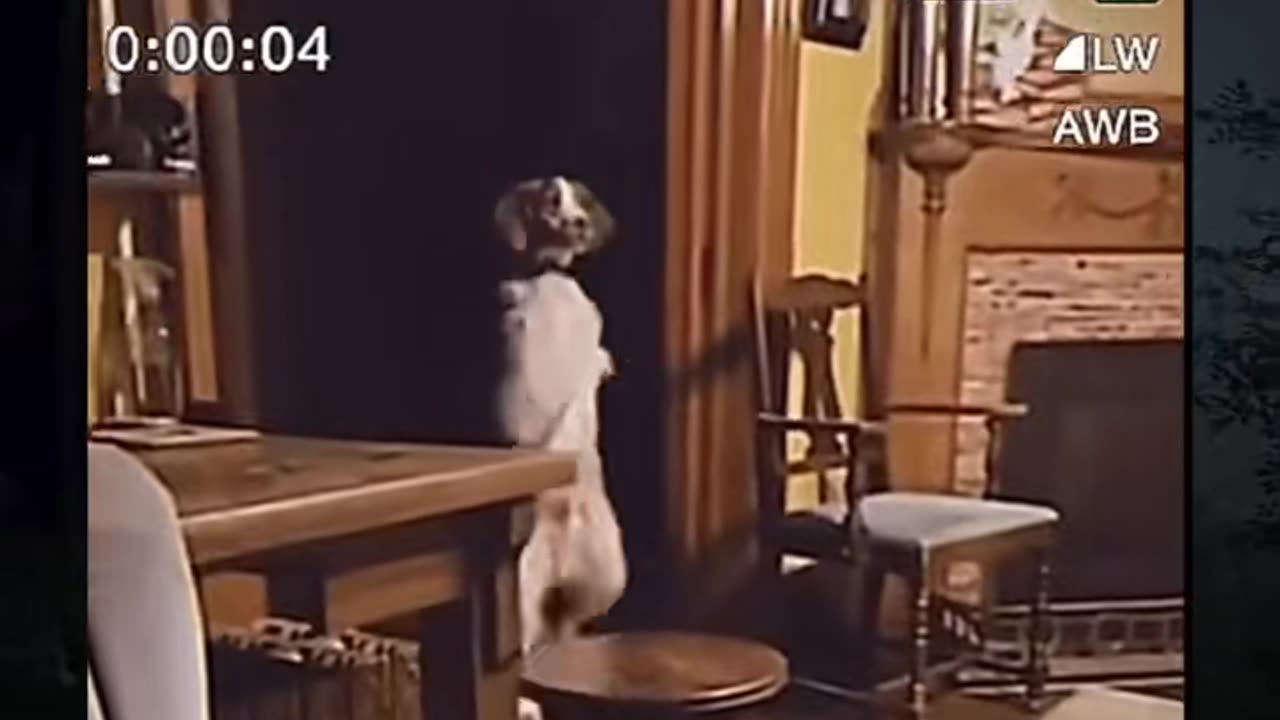 👻🔮 You Won't Believe What They Caught on Camera! #ghostlytoksa | TheHauntingHour