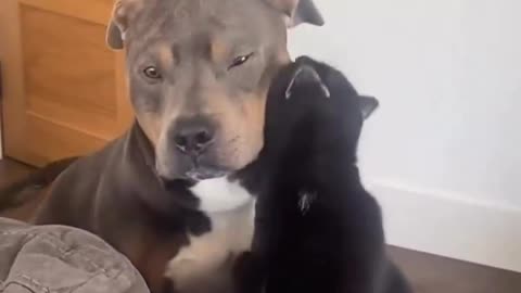 Just a love story between a cat and his dog 🥰❤️