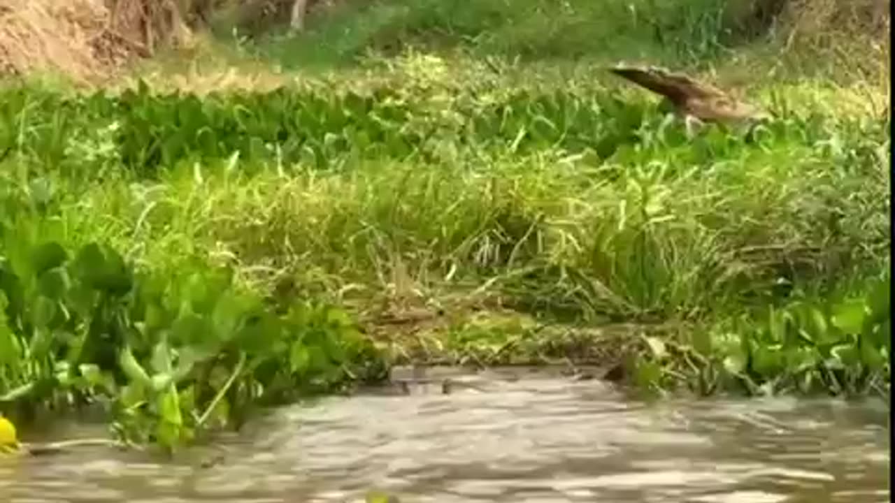 😮 The leopard's incredible crocodile hunt