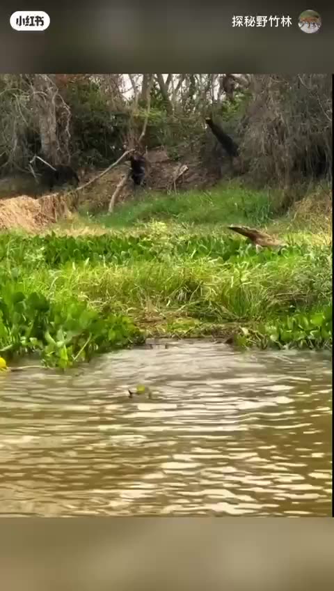 😮 The leopard's incredible crocodile hunt