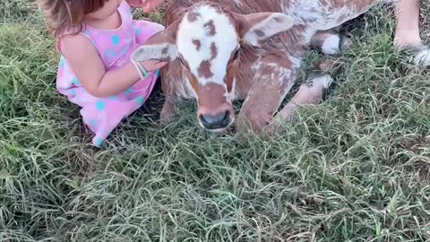 Little Girl Loves Her Calf