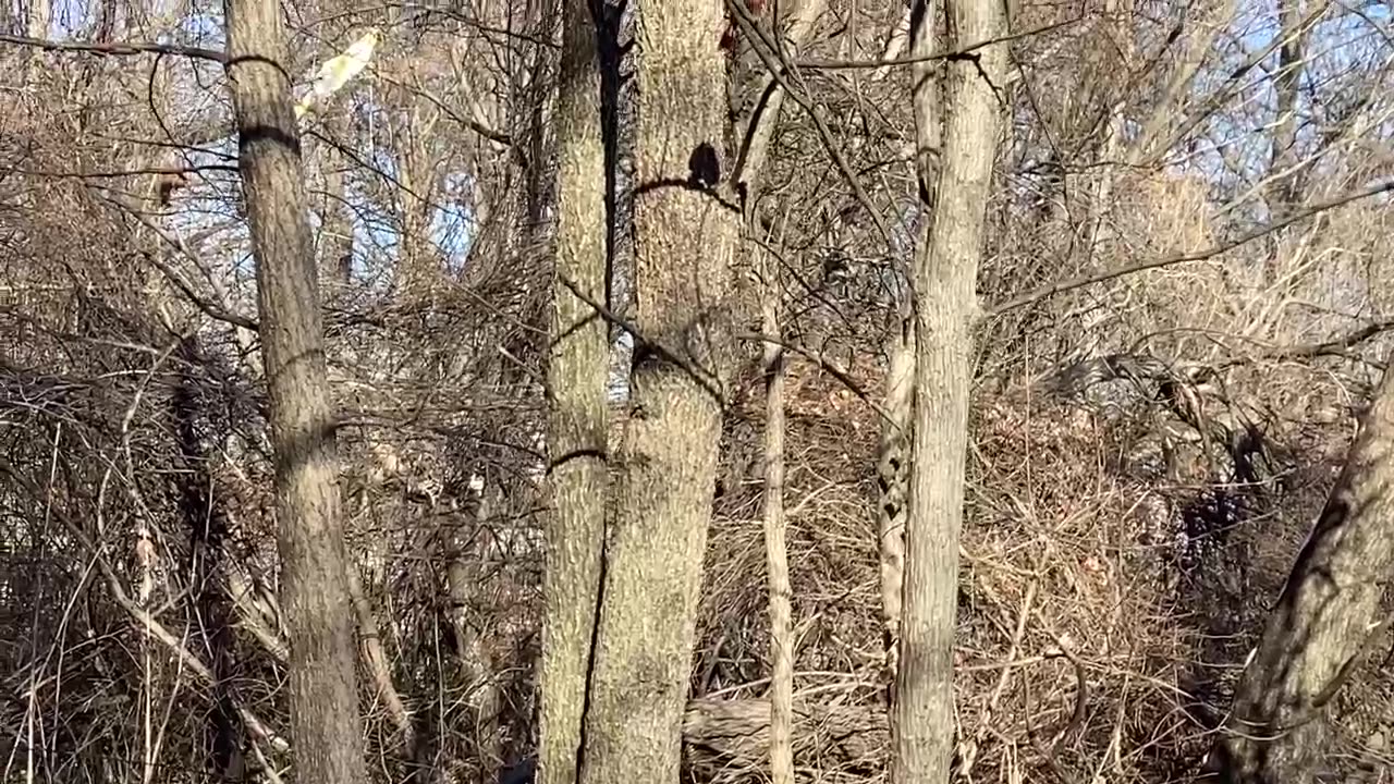 Northern Cardinal