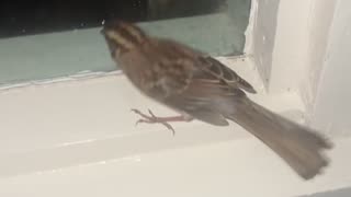 😂🐦 You Won't Believe How This Little Bird Gets Helped! | FunFM