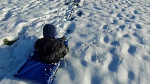 Nuwa og Valder er slæde hunde 🇩🇰